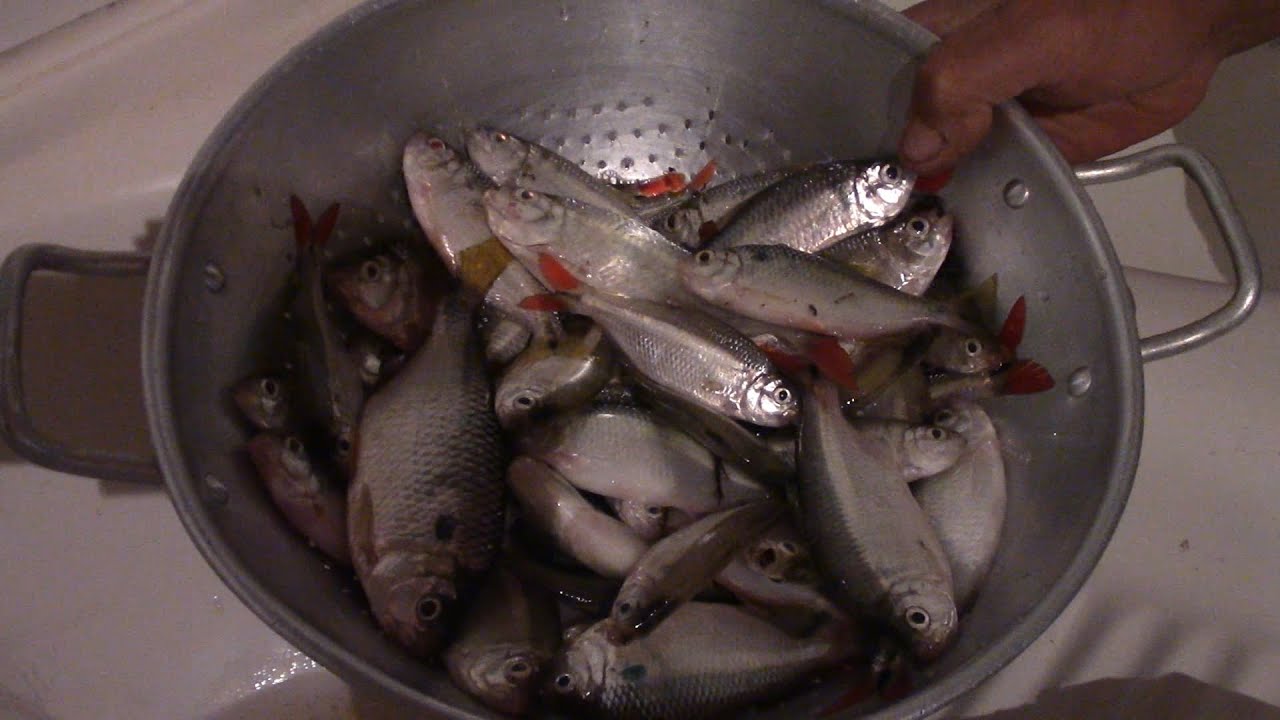 COMO LIMPAR O LAMBARI DE UM JEITO MUITO RÁPIDO E FÁCIL