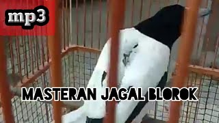 Download Lagu Suara Burung Jagal Papua Buat Pikat Mp3 Video Gratis