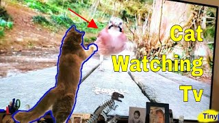 Cat Watching Videos by Tiny Millionaire 49 views 3 years ago 1 minute, 7 seconds