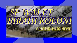 SP WALET BIRAHI KOLONI. RASAKAN SEDOTANYA.