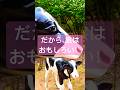 長野県善光寺の裏には…#travel #shorts #善光寺