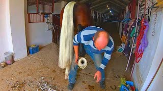 This Horse Has a Giant Hole in its Hoof! How Will the Farrier Fix it?