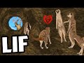 LIF - MEERKAT DEN vs LIONS (LIF Funny Moments Gameplay)