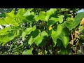 Tuba Tuba Physic Nut Poison Nut Jatropha Curcas Mga Benefits At Paano Paramihin Tuba Tuba Physic Nut Poison Nut Jatropha Curcas Mga Benefits At Paano Paramihin