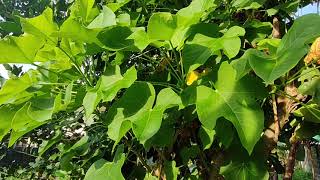 TubaTuba/Physic nut/Poison nut (Jatropha Curcas)  Mga Benefits at Paano Paramihin