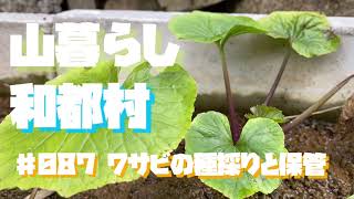 ワサビの採種と保管