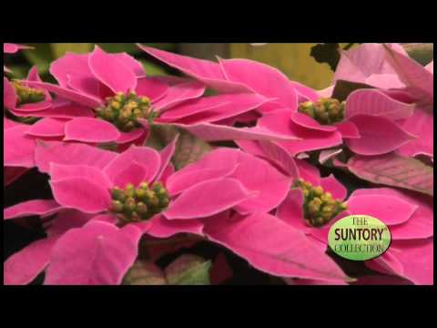 commercial-grower-tips-&-benefits:-princettia-euphorbias