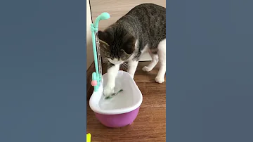5 ПРИЧИН ЗАВЕСТИ КОШКУ
