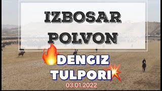 IZBOSAR POLVON DENGIZ TULPORI maydonida bo'lgan Uloq Ko’pkarida KRASAVCHIK OTida TOYga marra qildi