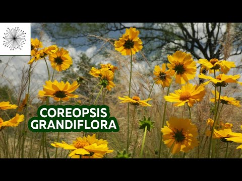 Video: Coreopsis Verticilo (19 Fotos): Una Descripción General De Las Variedades 