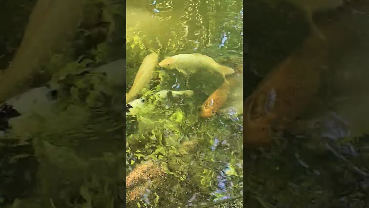 Healthy Fish Watching 😲 #shorts #fish #fishes