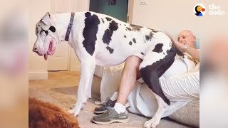 5 Reasons Why Big Dogs Are The Best | The Dodo