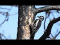 Great Spotted &amp; Black Woodpecker feeding on burned black pines