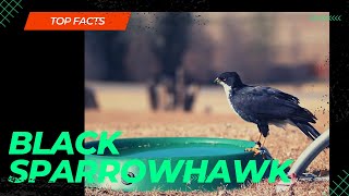 black sparrowhawk facts