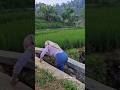 pesona janda cantik main di sawah#jandadesa #jandacantik #sawah