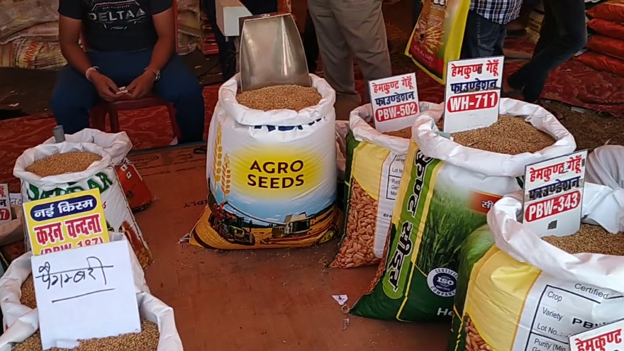 pantnagar kirshi mela gehu ki variety \\ wheat seed variety