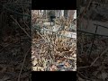 Best Garden Stakes for Peonies &amp; Tall Plants? HiGift Review