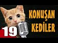 Konuan kediler 19  en komik kedilar