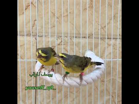 ياسمين موزمبيق Serinus Mozambicus