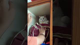 Beta Niche aao | #catlover #persiancat #cutecat #cute #trending #catsworld#petlovers #viral #shorts