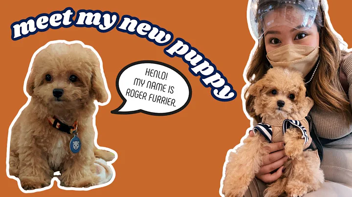 GETTING MY DREAM DOG (first 24 hours with my new maltipoo puppy)