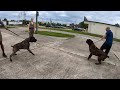 1 Yr Old Cane Corso Has Become Dog And Human Aggressive Despite Family’s Best Effort | Tank