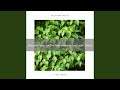 Peaceful Noise For The Tired Mornings And More Rest
