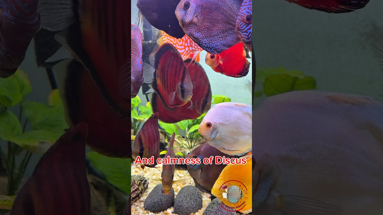 Which your favorite Discus #discustank #aquarium #discus