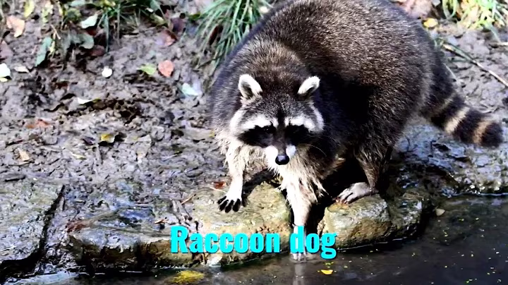 Raccoon dog (Nyctereutes procyonoides)