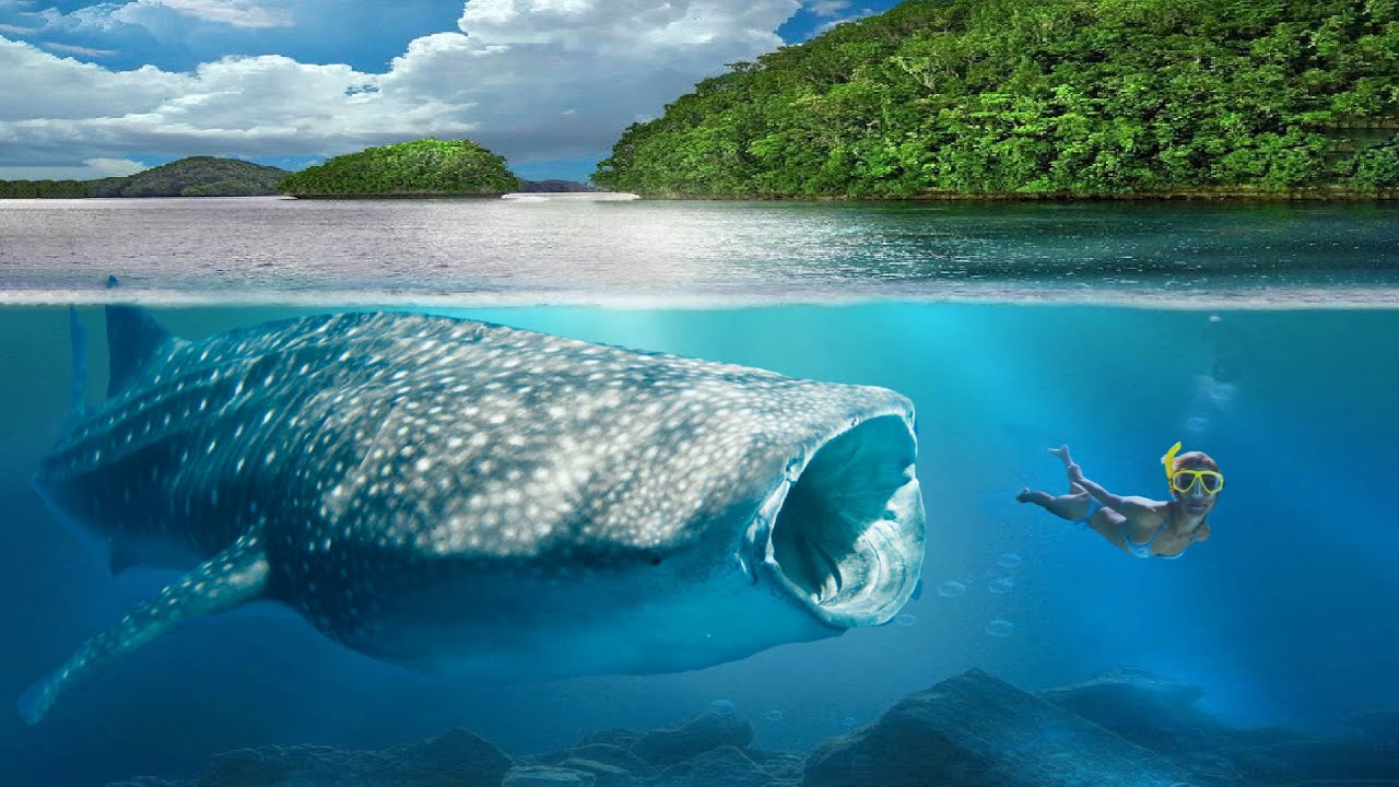 Mafia Island, squali balena e non solo: tra le isole africane più belle (e idea viaggio di nozze)!