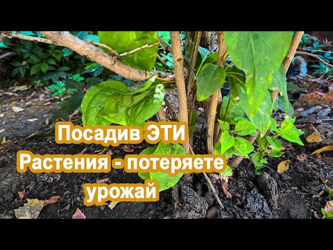 ЭТИ Растения нельзя сажать у себя на участке, вы потеряете весь урожай и культурные растения