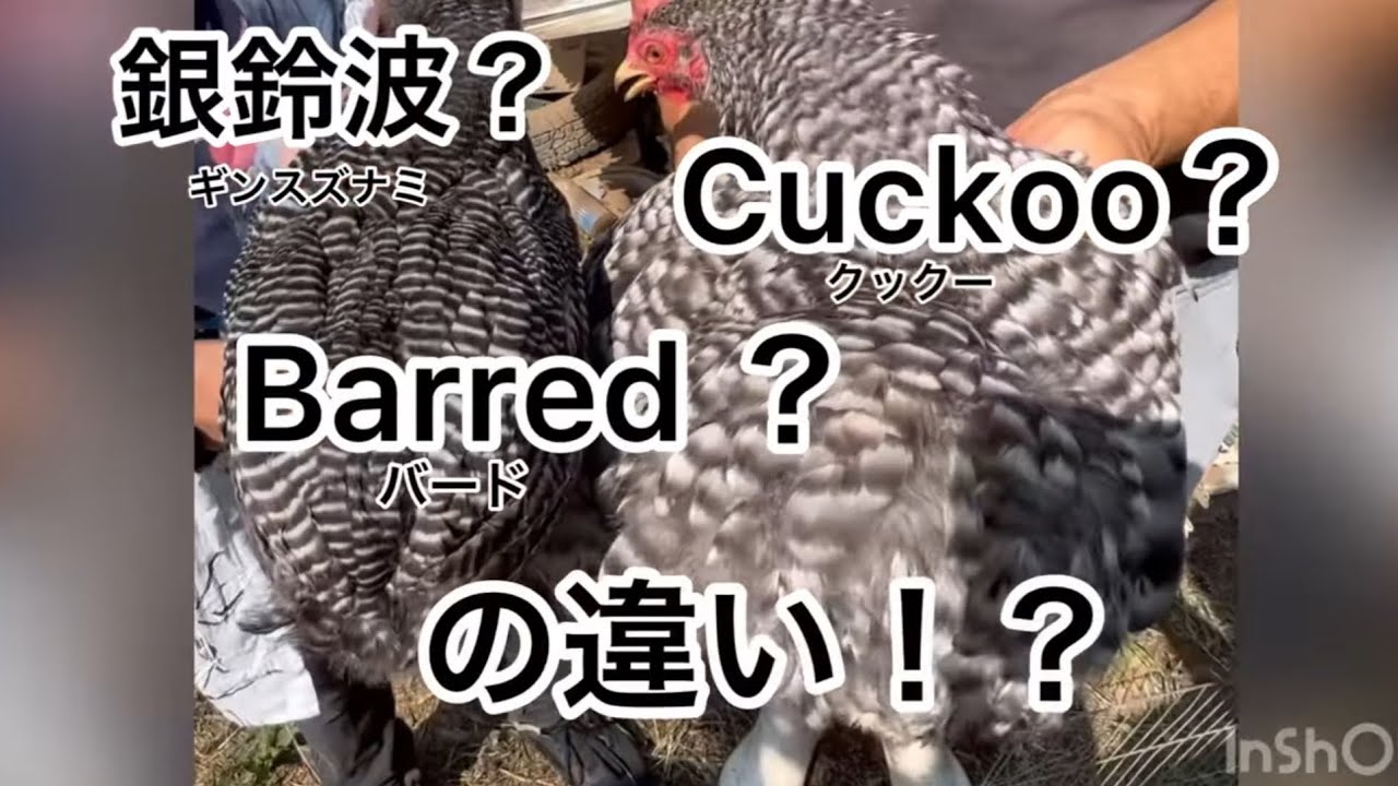 銀鈴波 Cuckoo Barred とは Youtube