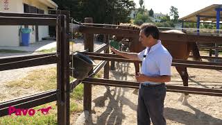 Uso correcto de los pastores eléctricos para caballos