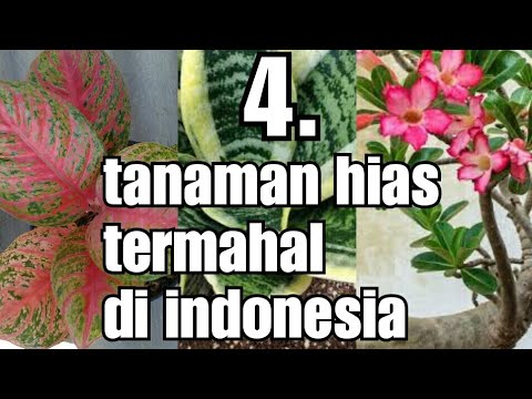 Video: Apa Bunga Terbaik Untuk Diberikan