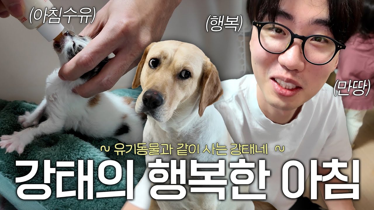 행복한 아침 일상🔔 애 둘 챙기고 멍냥 9마리 케어까지