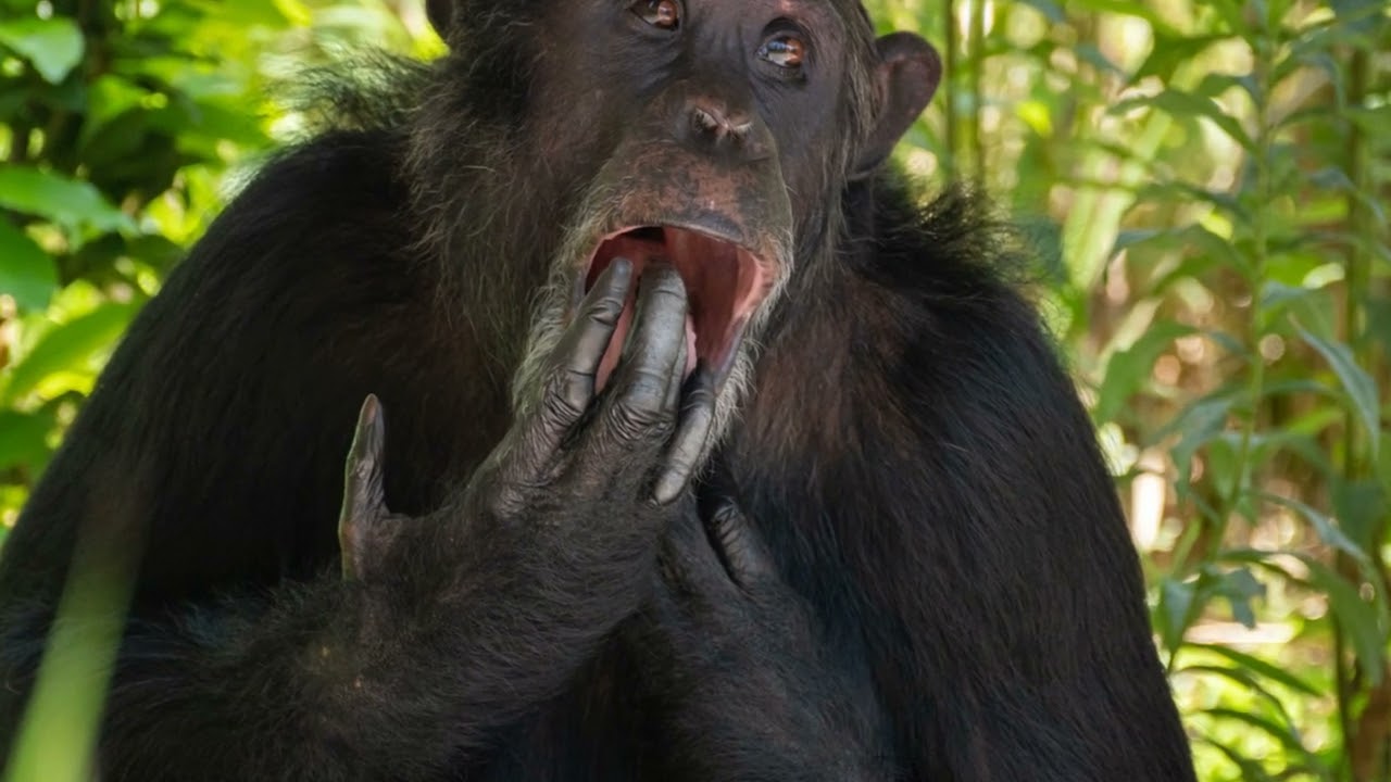 Unveiling the Genius: Remarkable Animal Intelligence