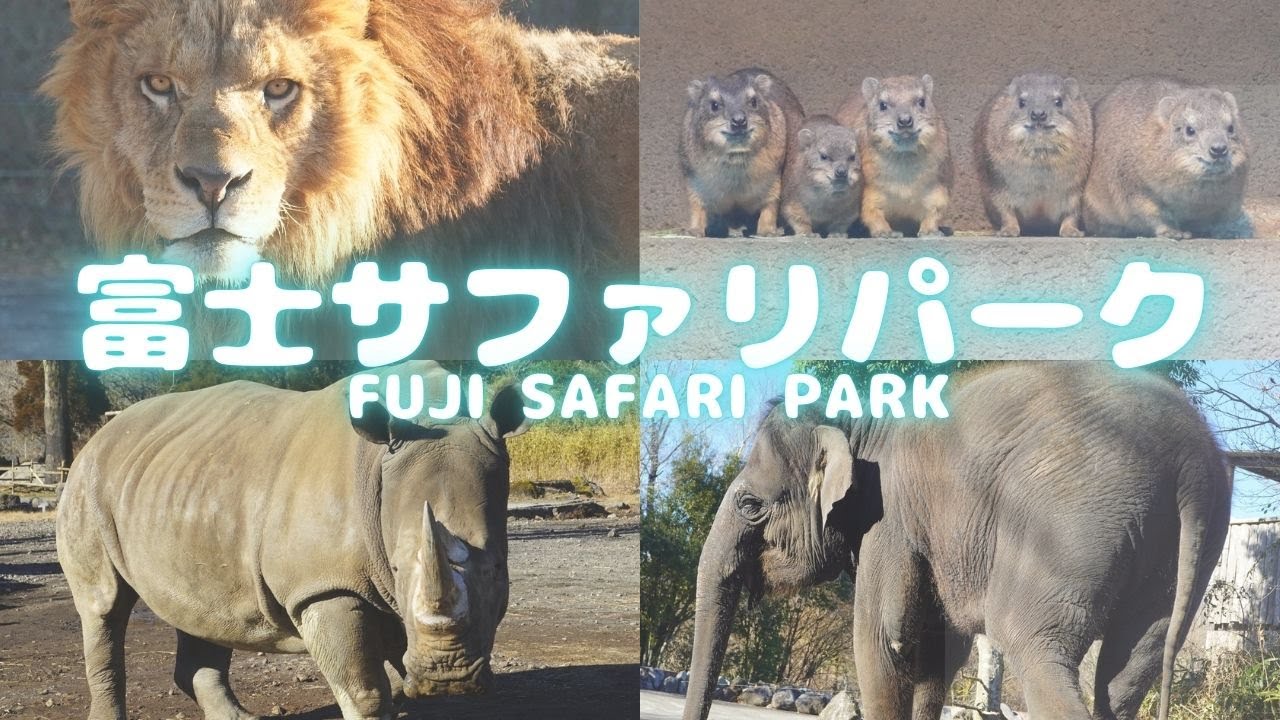 富士サファリパーク行ってきたあああ🐘【 旅Vlog 】