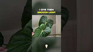 Unlock Your Philodendron’s Full Potential With Bright Indirect Light philodendron plantcare plant