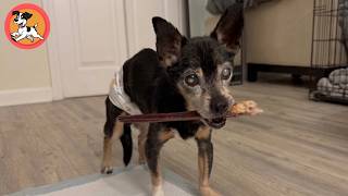 I Chose the Oldest, Most Fragile Dog at the Shelter… Then He Found Me