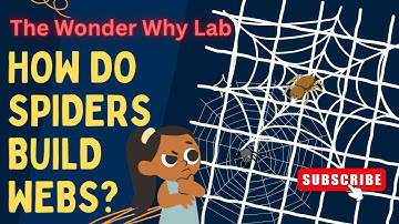 Science for Kids: How Do Spiders Build Webs? | The Wonder Why Lab
