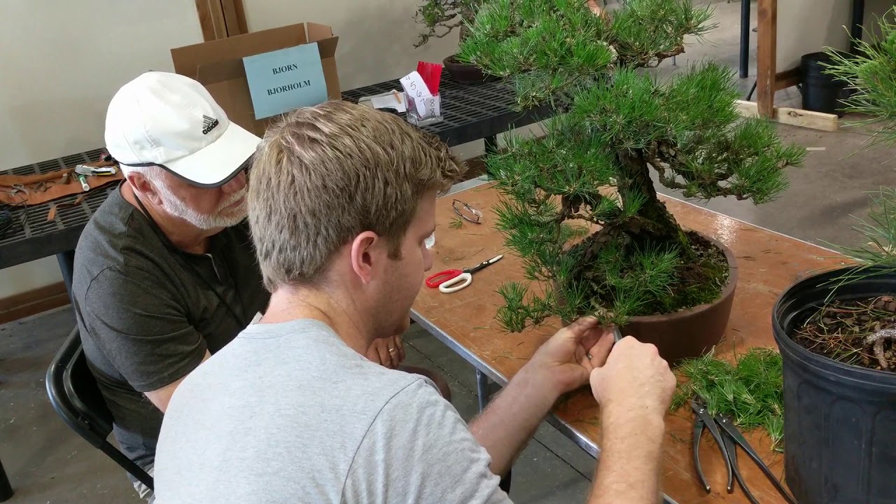 Brussels bonsai Rendezvous 2019 Black pine bonsai styling Bjorn
