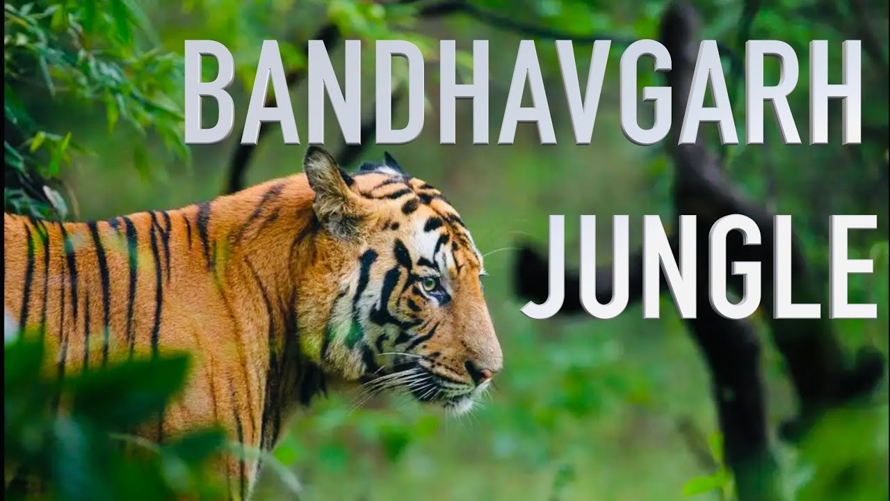 BANDHAVGARH NATIONAL PARK, INDIA 4K - YouTube