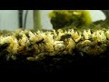 Гаммарус (мормыш,бокоплав)в аквариуме эксперимент/Gammarus