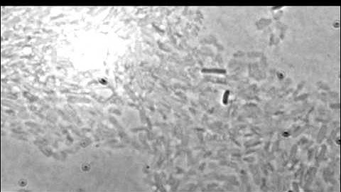 Exploding E. coli