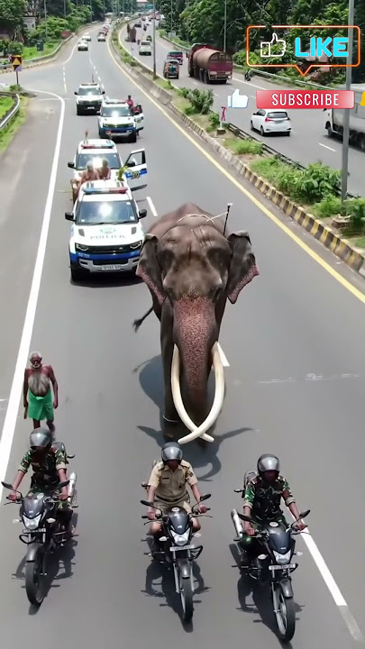 'මගේ රටට දළදා හිමි සරණයි 🇱🇰 Sri Lanka’s Rarest Elephant 🐘 |  🚔🔥 #SriLanka #ElephantKing'