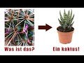 Extreme Challenge: Kannst du diese ENORM vergrößerten Gegenstände erkennen? (Makro) [Part 1]