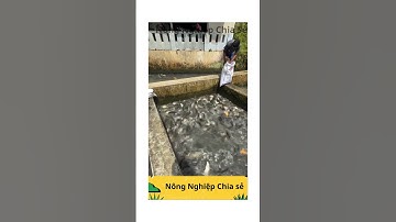"Bạn Tin Nổi Không? Cả Ao Cá Như Sôi Lên Khi Cho Ăn!" #shortvideo