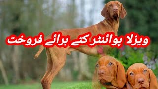 Vizsla Pointer Dog Available For Sale In Pakistan | Shikari Dog Puppy |