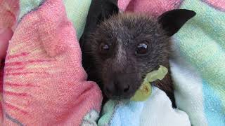 Batty Bronte Goes Underground