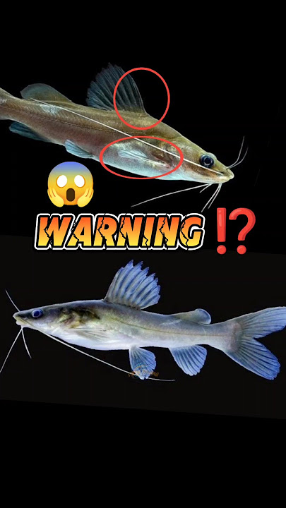 jangan sampai kena patil ikan baung.‼️😱#ikanbaung #warning #shortsfeed #ikan #mancing #shortvideo